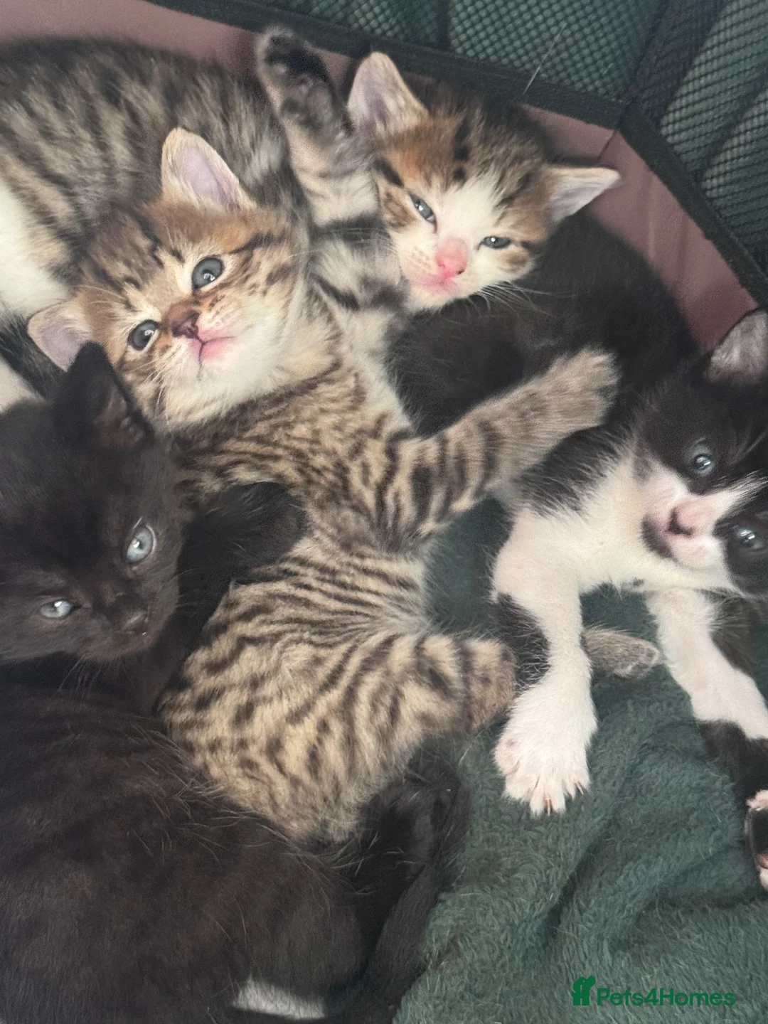 Mixed Breed cats for sale: 4 Lovely Kittens  in Camberley - Advert 3