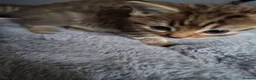 Mixed Breed cats for sale: 3 cutest females mixed bengal tabby kittens v - Advert 16