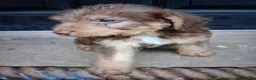 Mixed Breed dogs for sale: Patterpoos - Advert 7