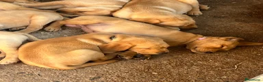 Labrador Retriever 5 (Pink Collar)