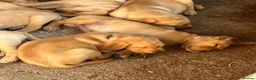 Labrador Retriever dogs for sale: Yellow & Red Labrador Pups health tested parents - Advert 5