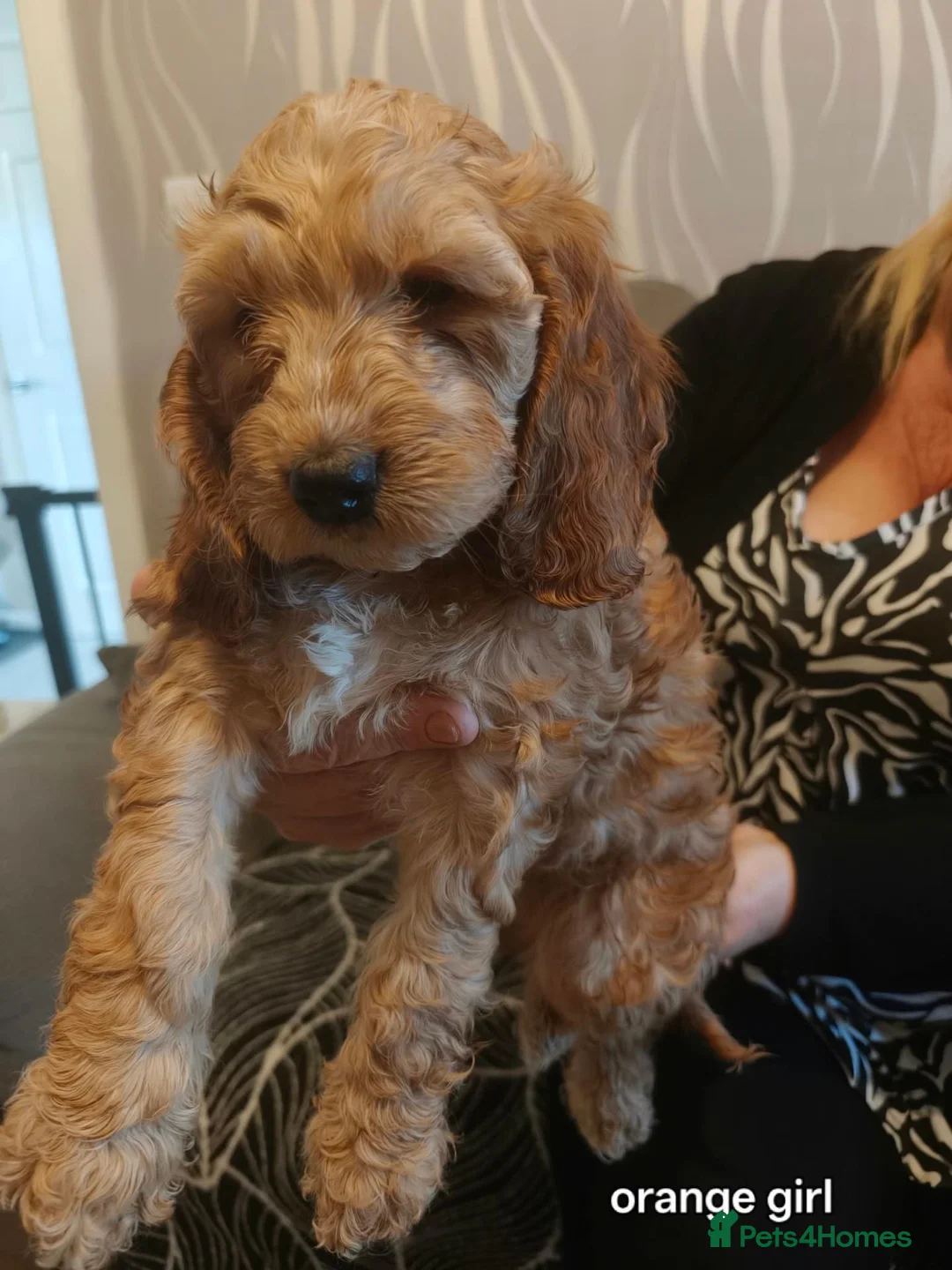 Cockapoo dogs for sale: 2 female pups left out of 11 - Advert 3