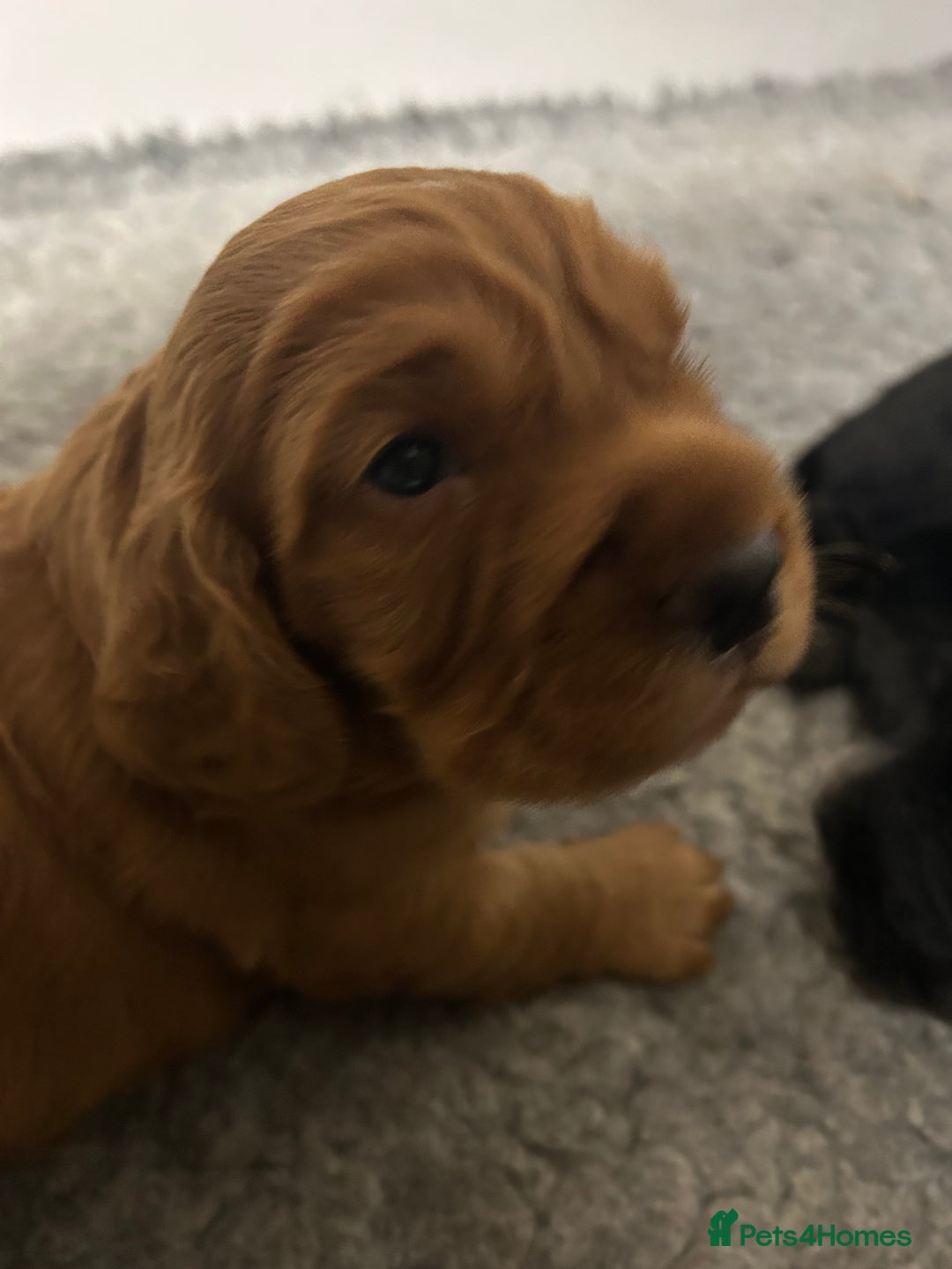 Cocker Spaniel dogs for sale: Exceptionally well bred puppies  - Image 4