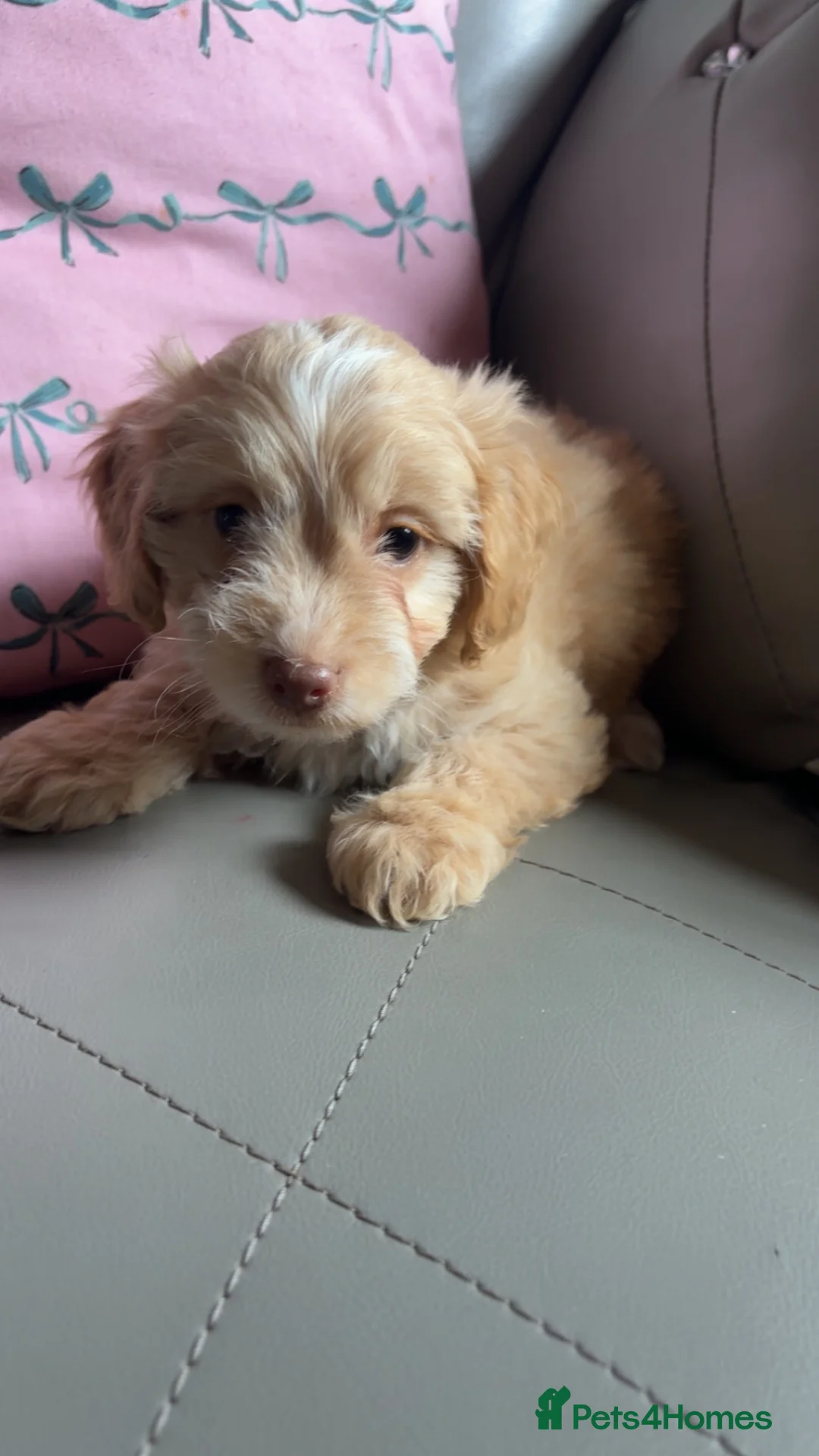 Cockapoo dogs for sale: Cockapoo puppies  - Advert 2