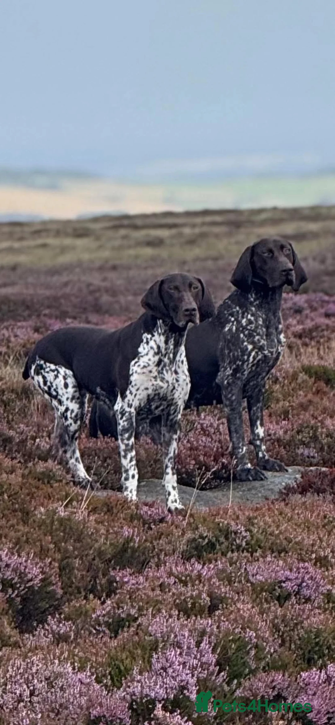 German Shorthaired Pointer dogs for sale: Best of the best German shorthair working pointers in Worksop - Advert 16