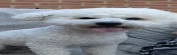 Bichon Frise dogs for stud: Bichon frise for stud only, not for sale. - Advert 7