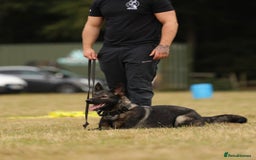 German Shepherd dogs for sale: 🧬Working Line German Shepherds, Full HealthTested - Image 6