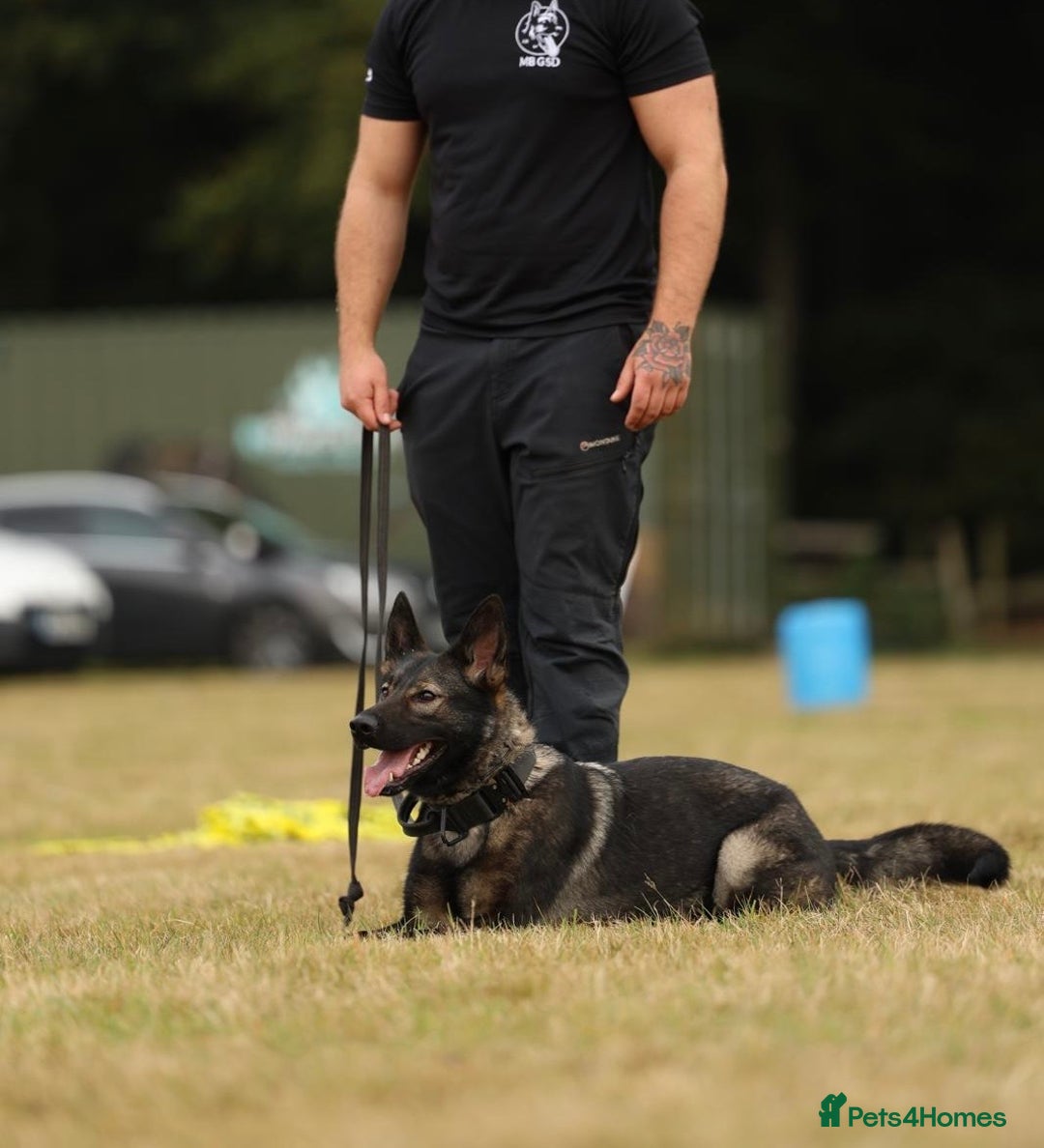 German Shepherd dogs for sale: 🧬Working Line German Shepherds, Full HealthTested - Image 6