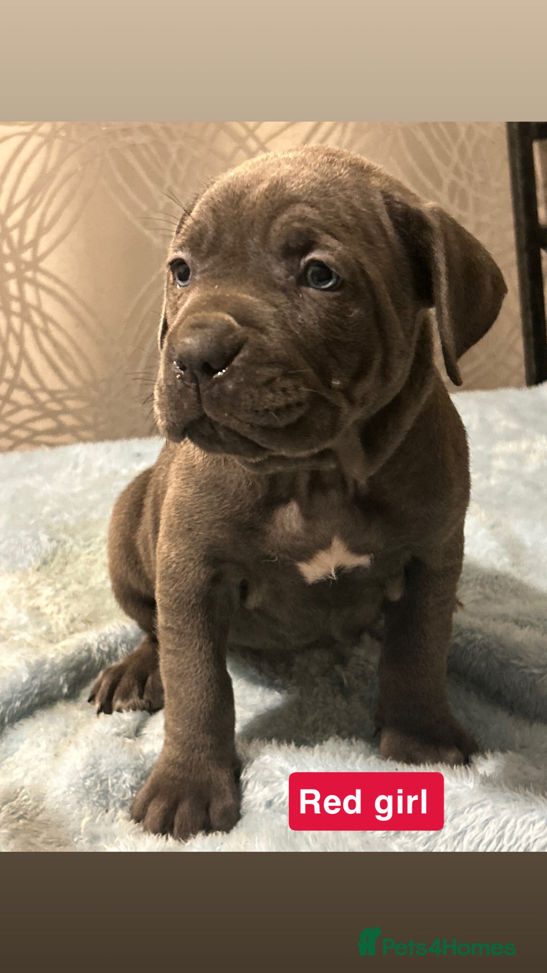 Cane Corso dogs for sale: 🐾 Stunning Cane Corso Puppies Available! 🐾 - Advert 18