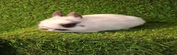 Netherland Dwarf rabbits for sale: NETHERLAND DWARF - Advert 2