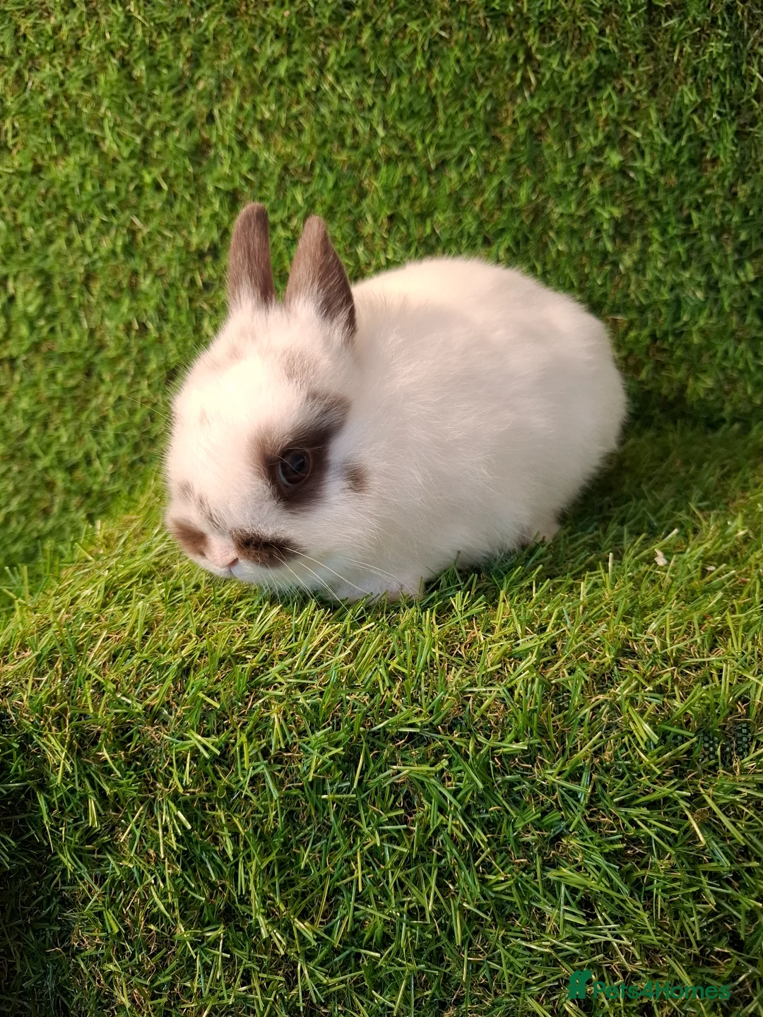 Netherland Dwarf rabbits for sale: NETHERLAND DWARF - Advert 2