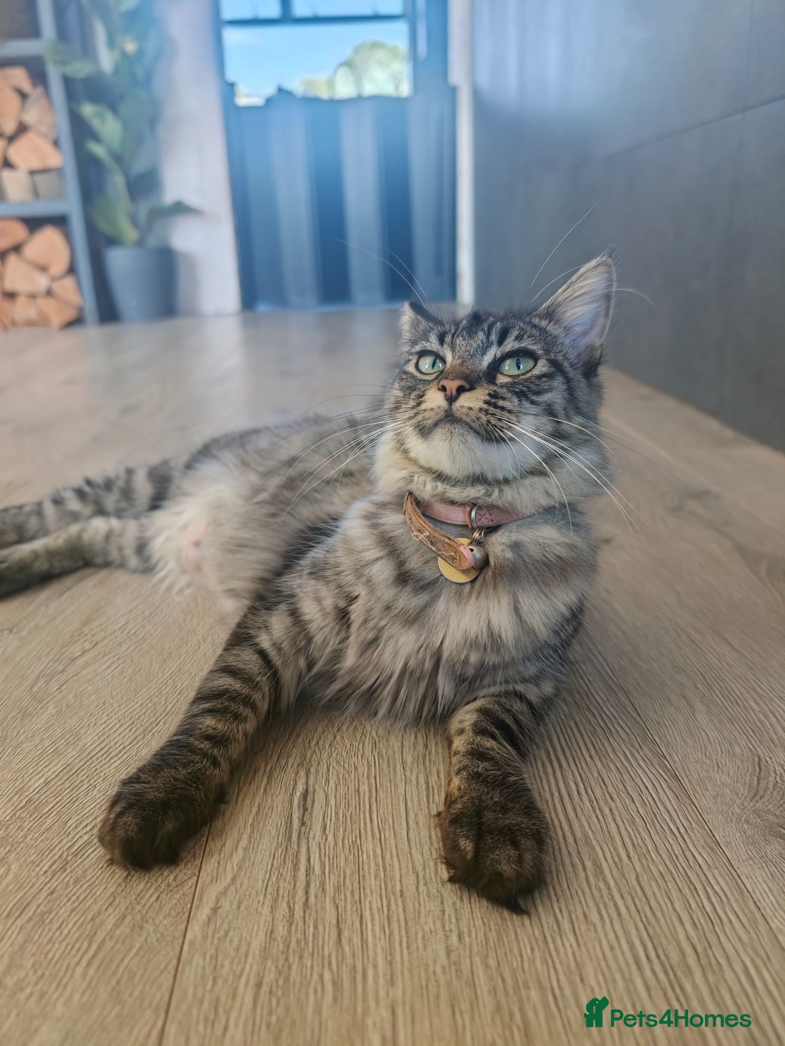 Mixed Breed cats Beautiful Mixed Maine Coon Kittens. - Advert 1