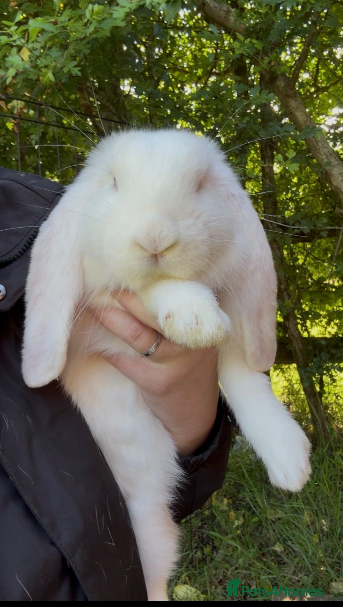 French Lop rabbits French lop babies ready to leave now.  - Advert 1