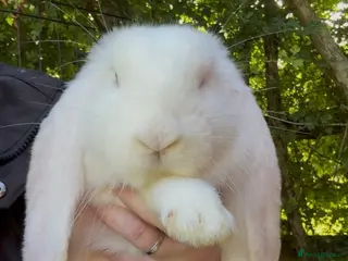 French Lop rabbits French lop babies ready to leave now. - Advert 14