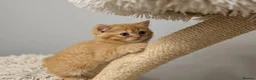 British Shorthair cats for sale: Beautiful Ginger Girl Tabby BSH Kitten - Advert 9