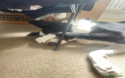 Border Collie dogs for sale: MAX 3.5 years old male - Image 4