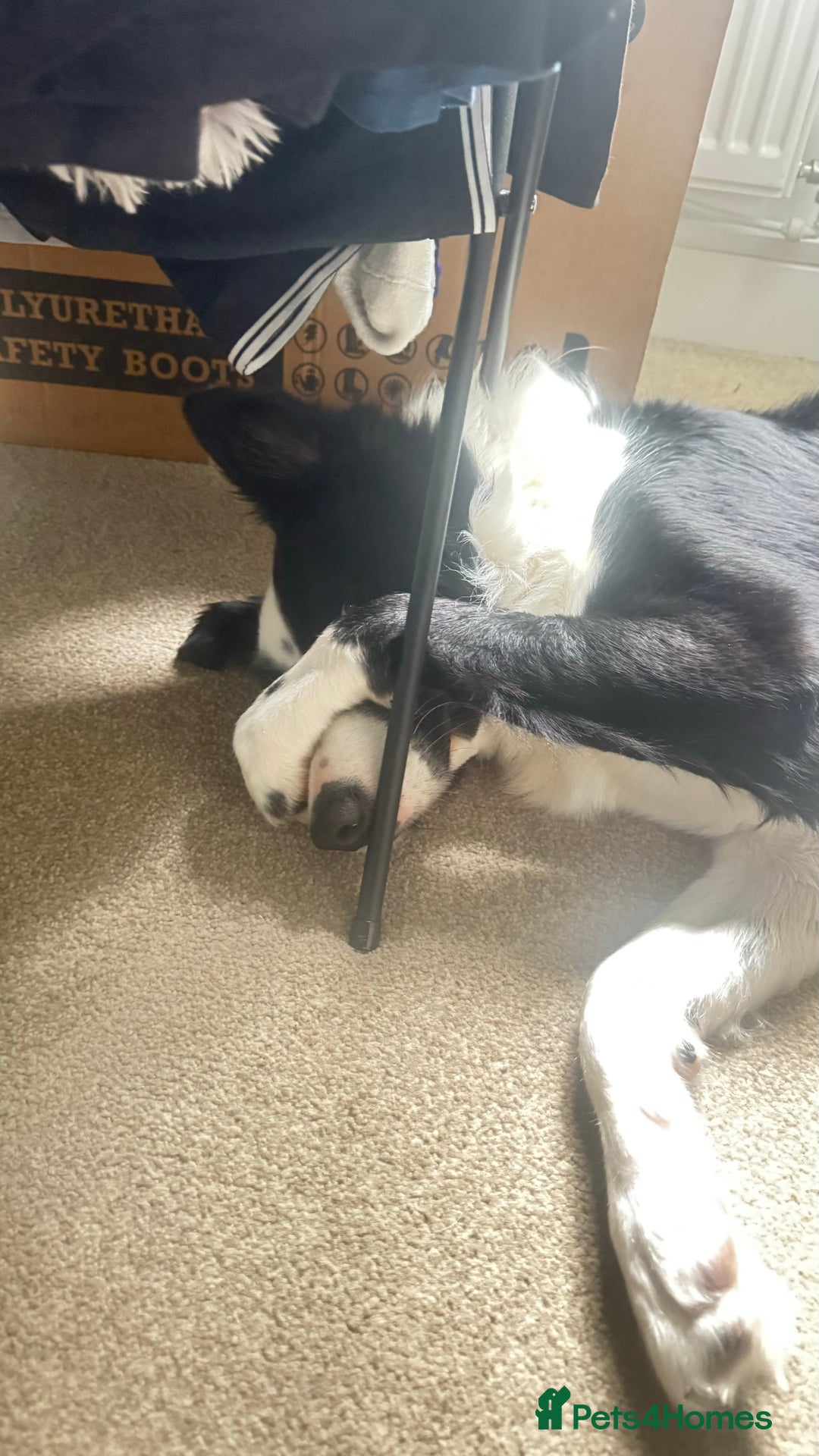 Border Collie dogs for sale: MAX 3.5 years old male - Image 4