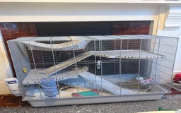 Rat rodents for sale: 2 male rats  - Advert 2