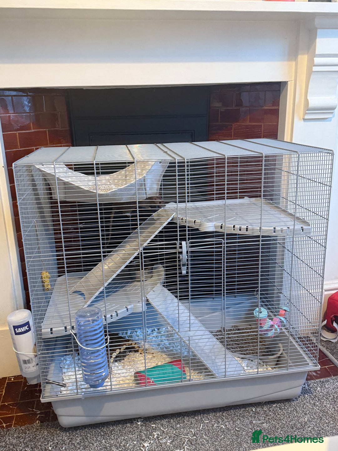 Rat rodents for sale: 2 male rats  - Advert 2