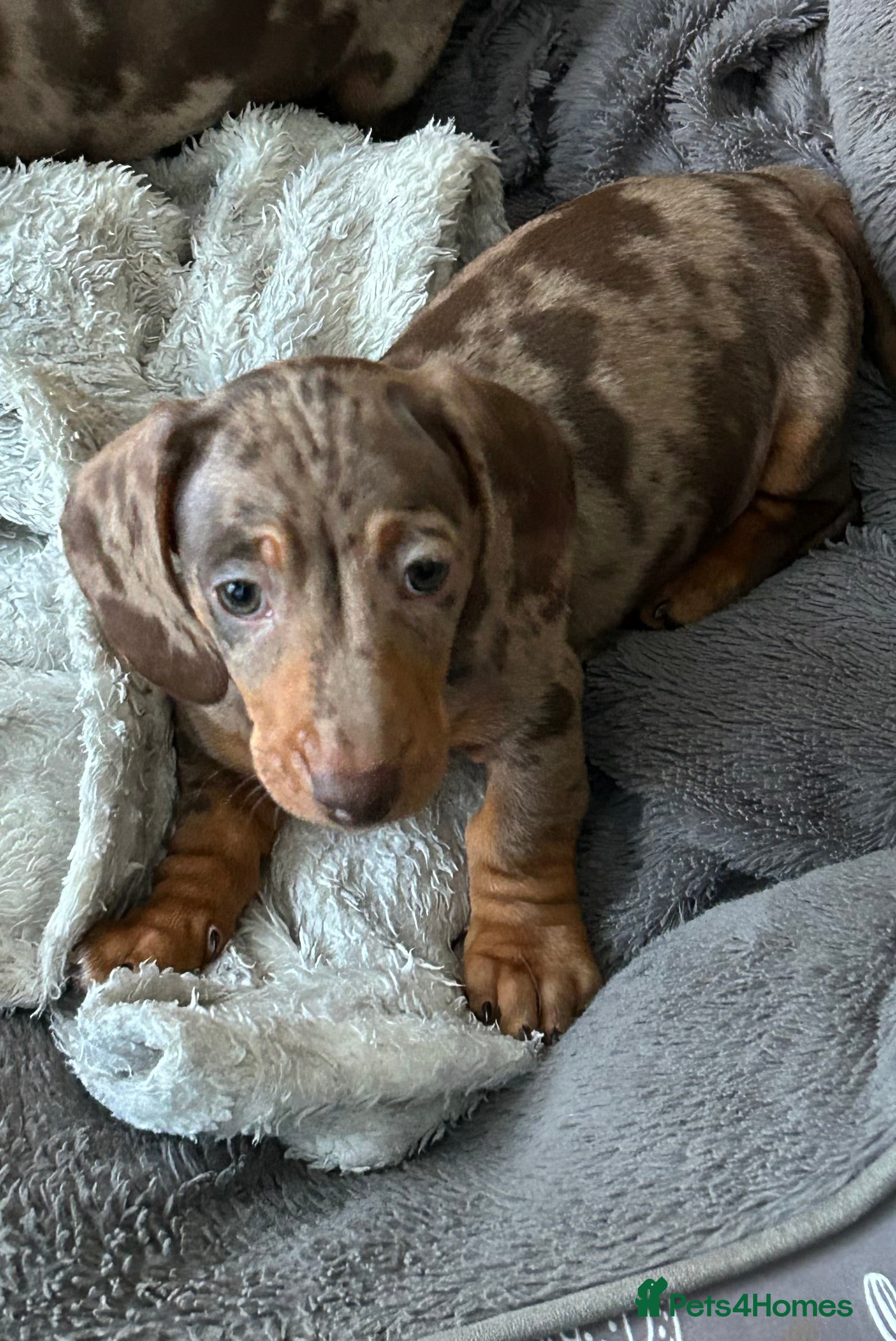 Miniature Dachshund dogs Isabella Dapple & chocolate & tan-dachshunds,  - Advert 17