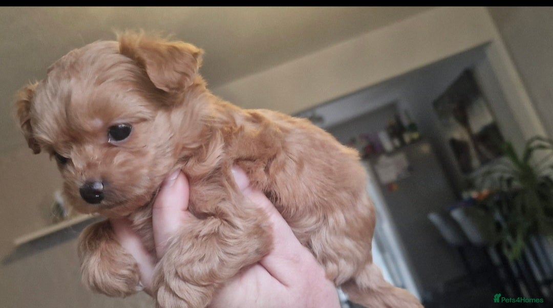 Chipoo dogs Asian chipoo  - Advert 11