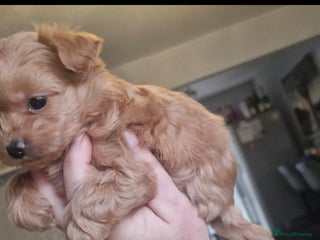 Chipoo dogs Asian chipoo - Advert 11