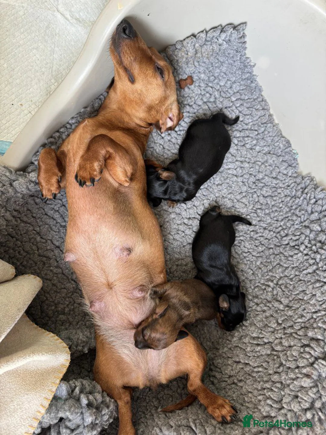 Miniature Dachshund dogs for sale: Adorable Longhaired Miniature Dachshund Puppies in Hebburn - Advert 8