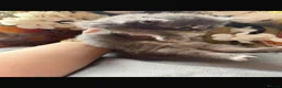 Maine Coon cats for sale: autumn maincoons🍁🎃 - Advert 9