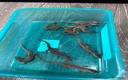 Monitor reptiles for sale: Ackie monitor babies - Advert 3