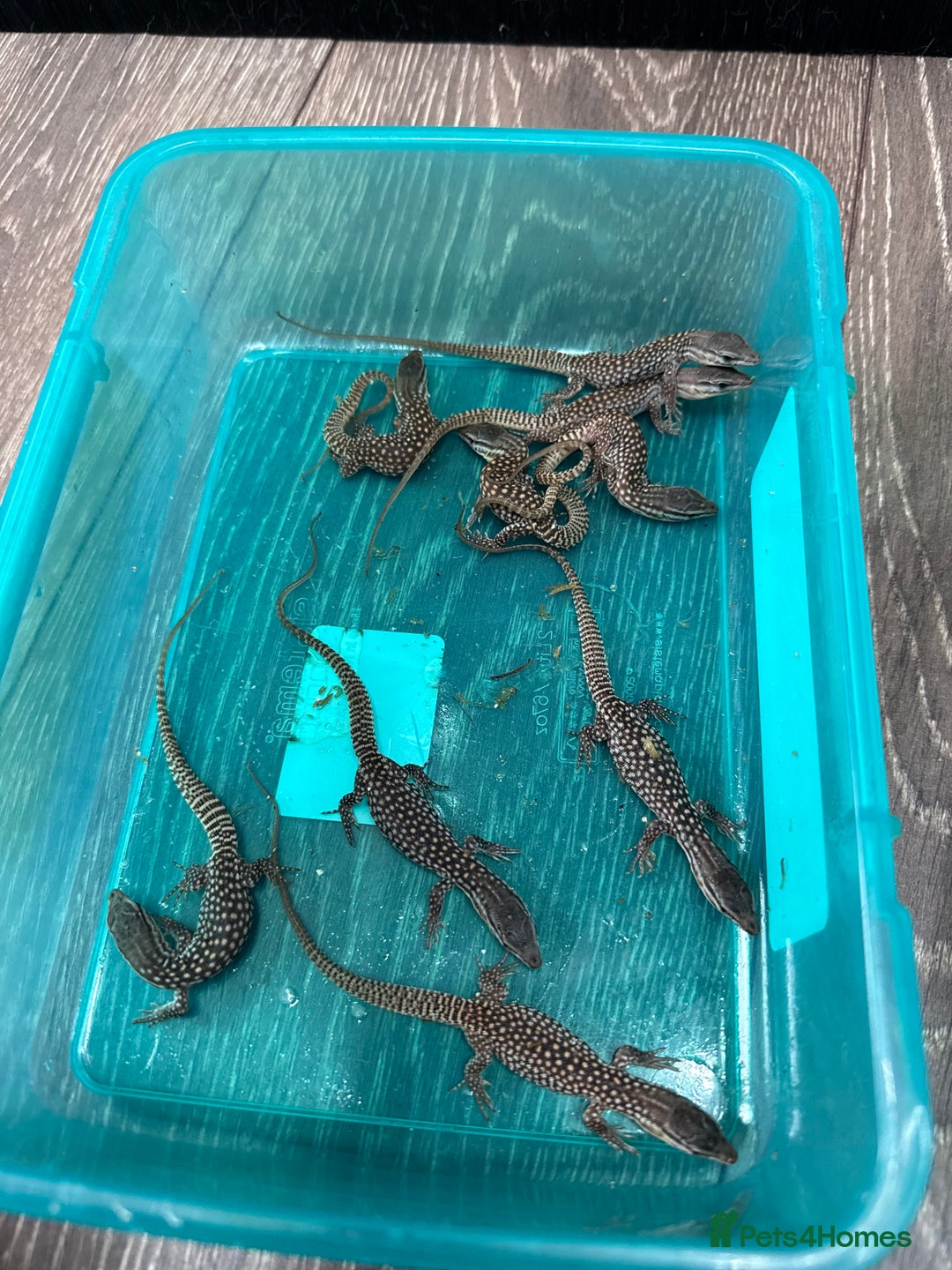 Monitor reptiles for sale: Ackie monitor babies - Advert 3
