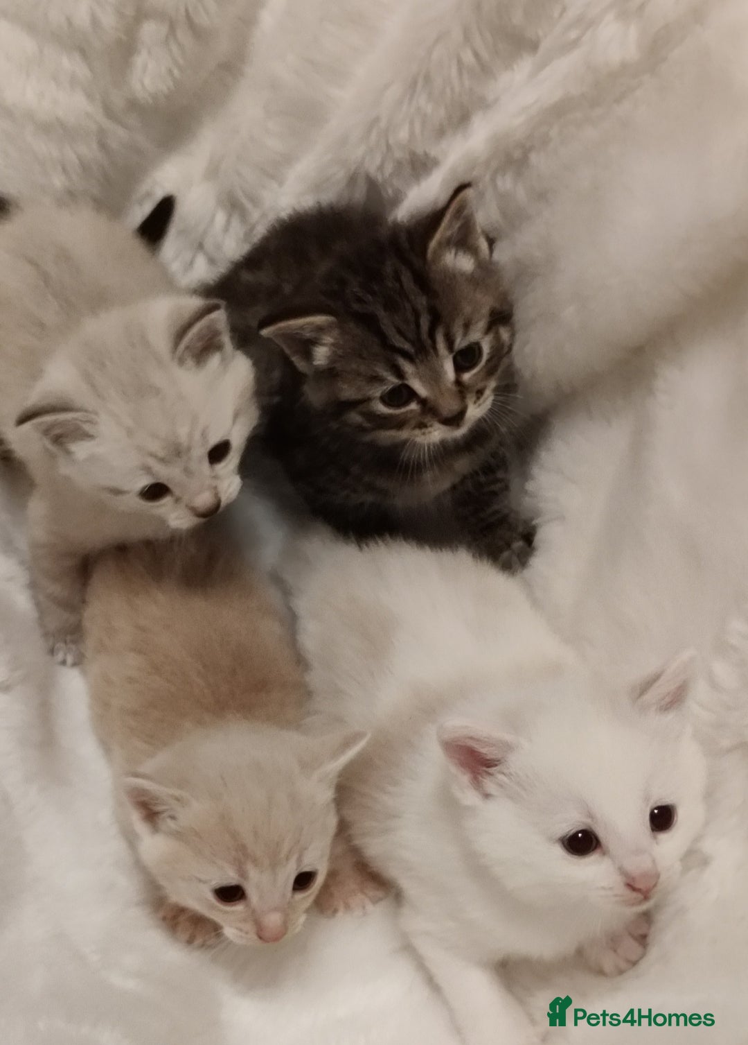 Russian Blue cats for sale: Gorgeous Russian Blue kittens 4 weeks  - Advert 7