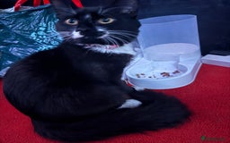 Ocicat cats for sale: Kitten for sale  - Advert 2