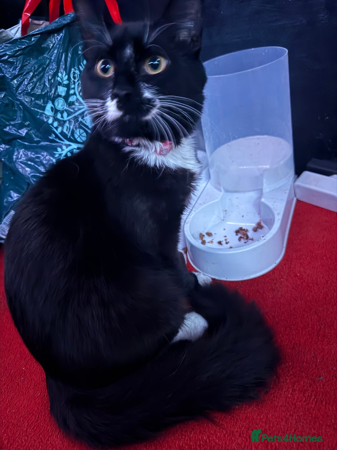 Ocicat cats for sale: Kitten for sale  - Advert 2