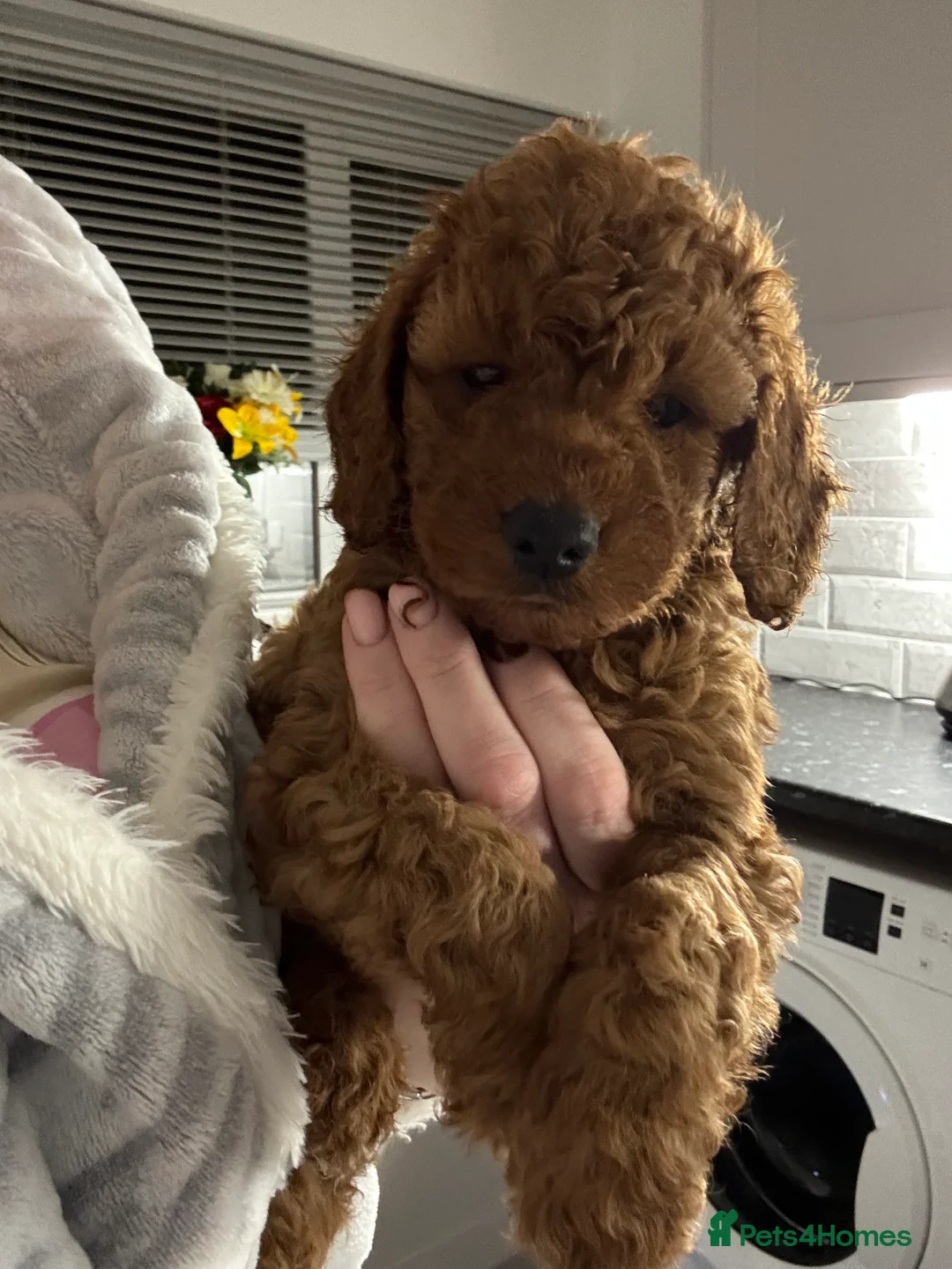 Cockapoo dogs for sale: Cockapoo Puppies  - Advert 12