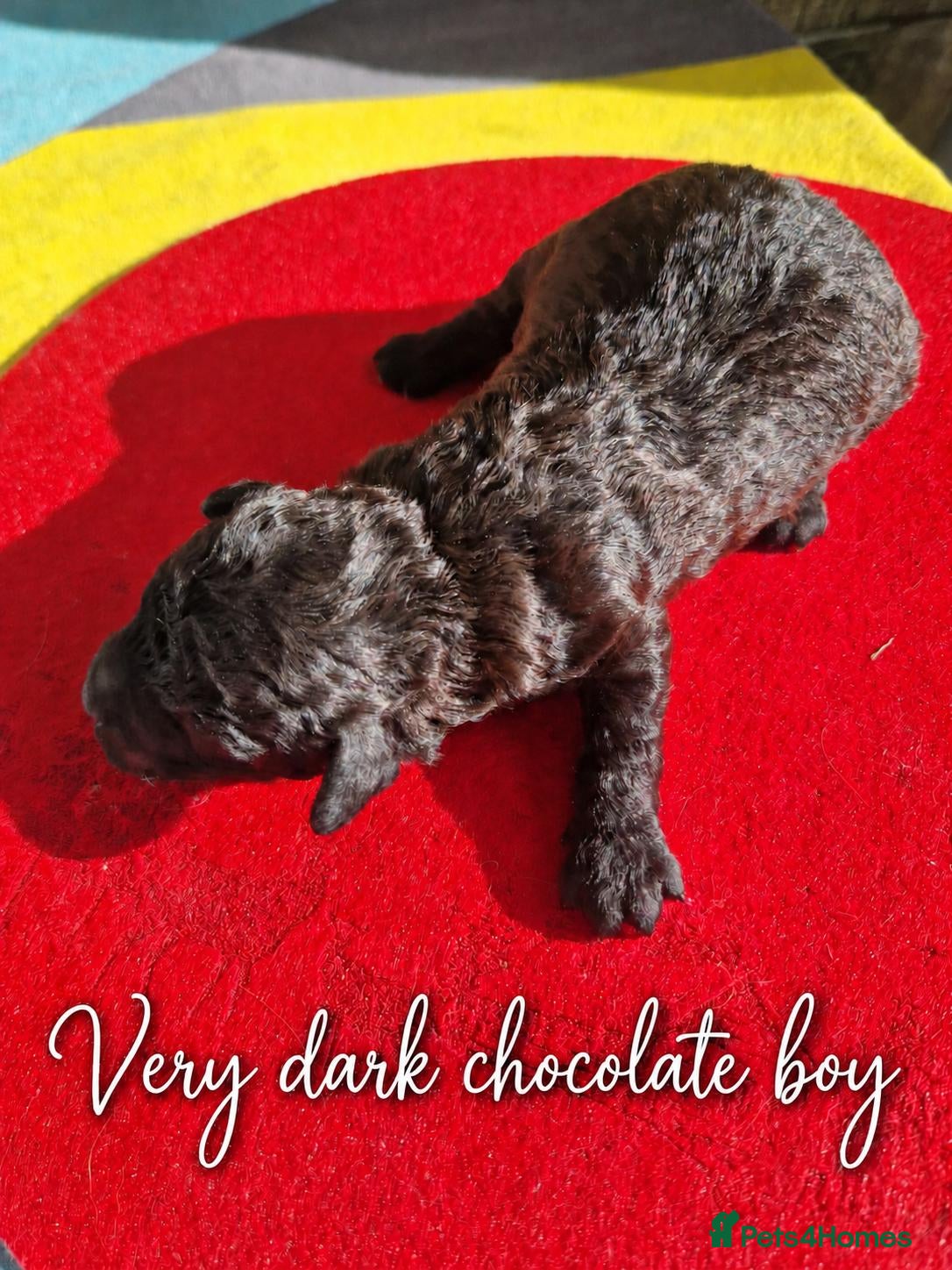 Toy Poodle dogs Toy poodle - Advert 2