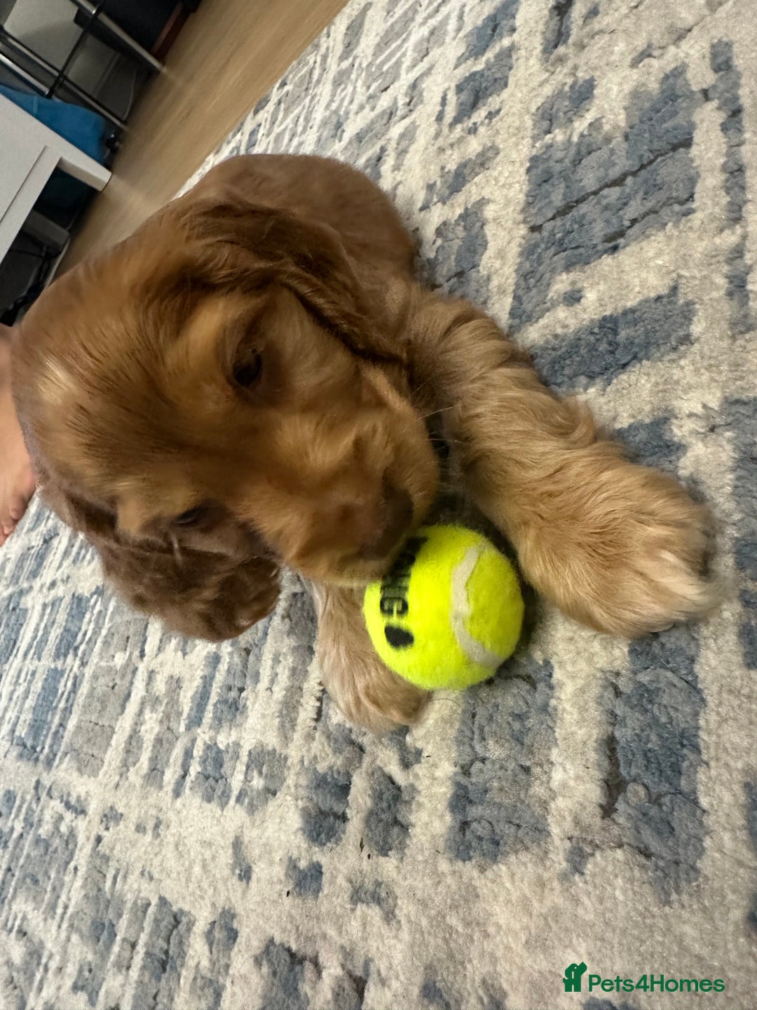 American Cocker Spaniel dogs for sale: Cocker spaniel  (PRICE CAN BE NEGOTIATED) - Image 3