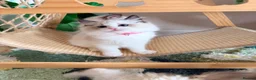 Ragdoll cats for sale: Show quality Ragdoll kittens from champion lines - Advert 29