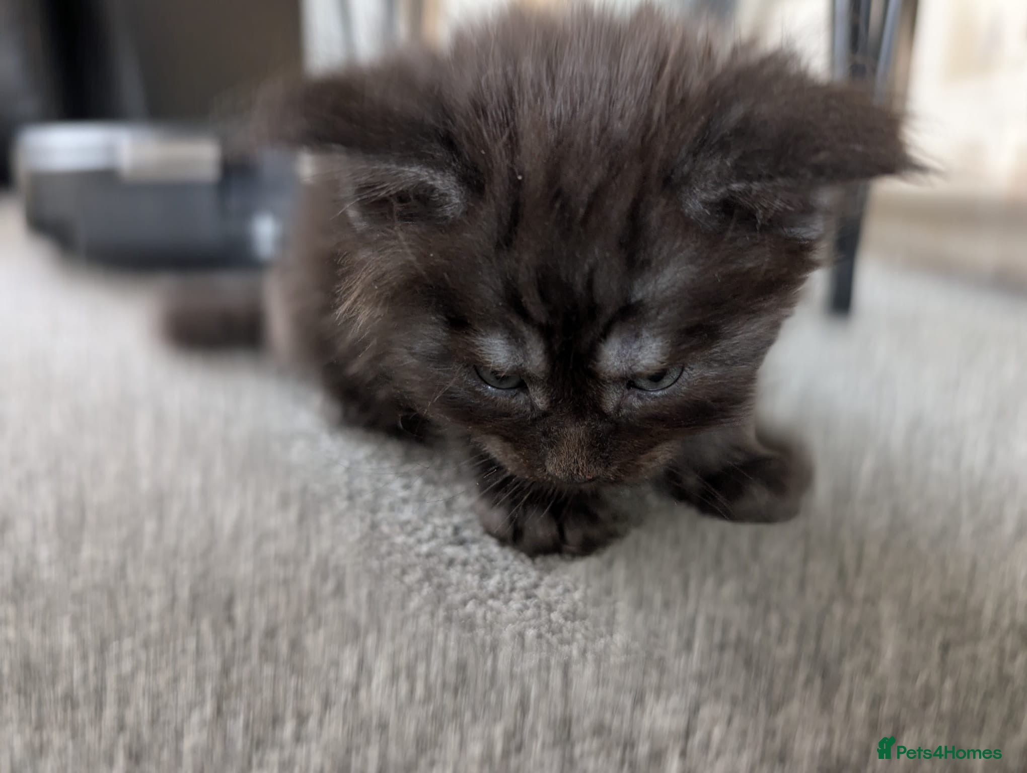 Maine Coon cats for sale: Maine coon kittens  - Advert 6