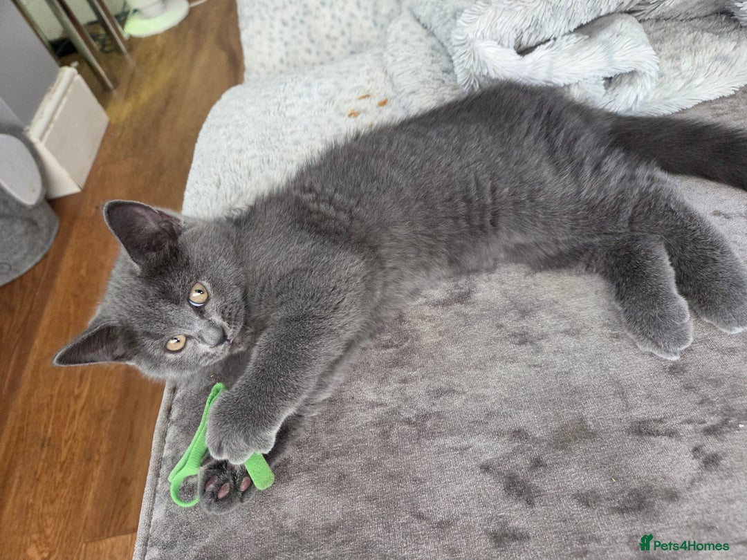 British Shorthair cats for sale: Gorgeous british shorthair 11 week old boy - Image 7