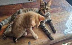 British Shorthair cats for sale: Ginger Cat  - Image 2