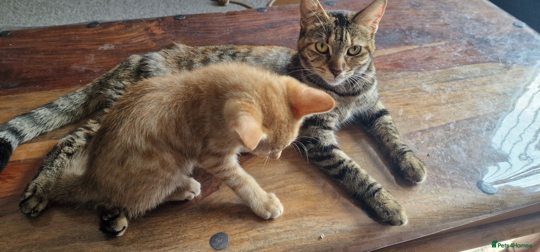 British Shorthair cats for sale: Ginger Cat  - Image 2