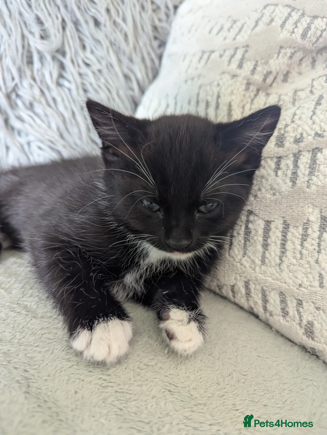 Mixed Breed cats for sale: 2 beautiful black and white kittens - Advert 4