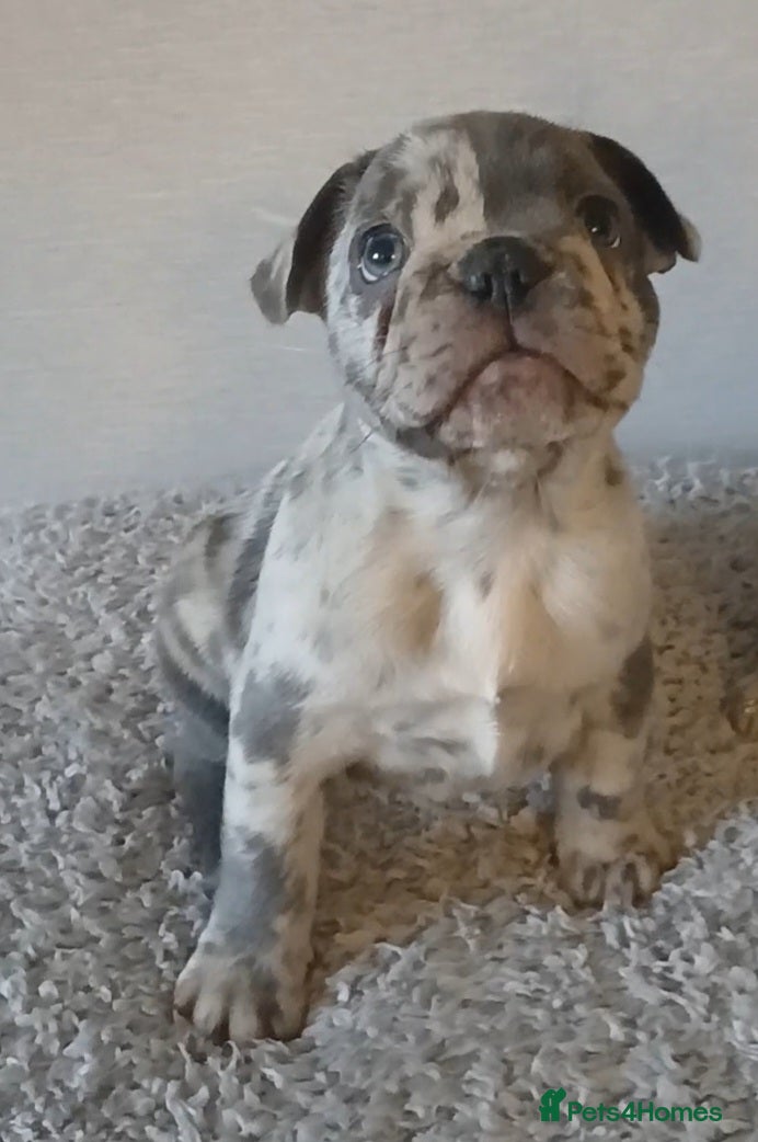 French Bulldog dogs French Bulldog Merles carrying fluffy ready to go. - Advert 1