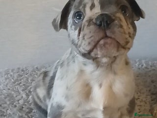 French Bulldog dogs French Bulldog Merles carrying fluffy ready to go. - Advert 5