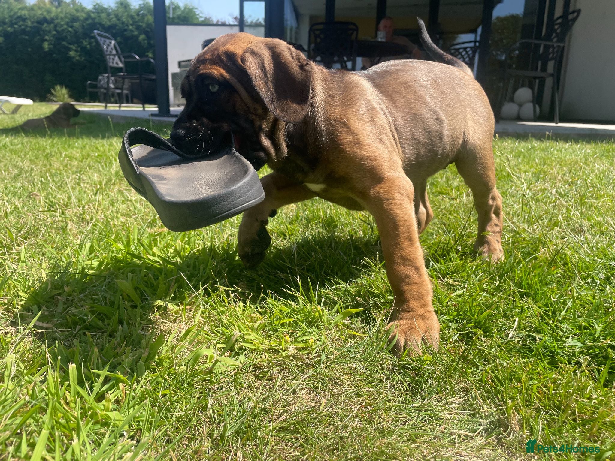 Cane Corso dogs Beautiful Cane Corso Puppies – 1 Girl Left - Advert 1