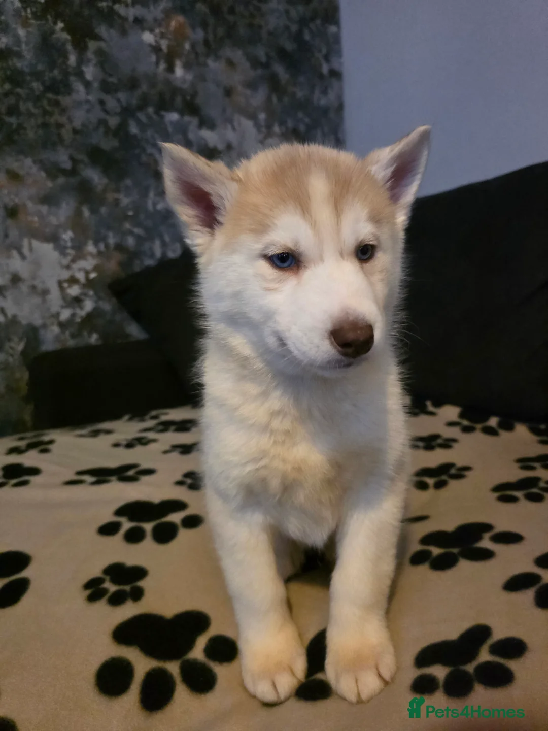 Siberian Husky dogs for sale: Siberian Huskies 1 girl available - Advert 11