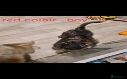 German Shepherd dogs for sale: 🐾Adorable 8-Week-Old German shepherd puppies🐾 - Image 10