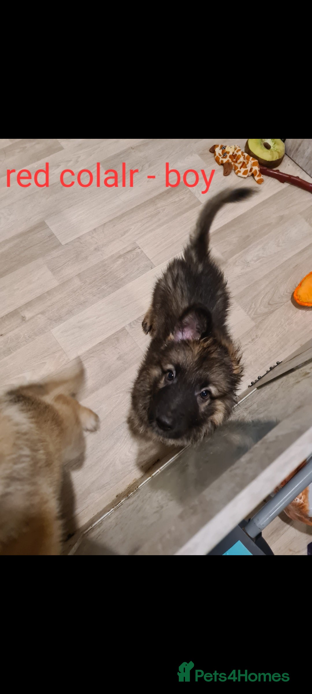 German Shepherd dogs for sale: 🐾Adorable 8-Week-Old German shepherd puppies🐾 - Image 10