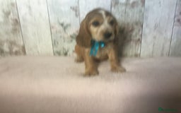 Cocker Spaniel dogs for sale: Adorable, Social, Confident KC reg Cocker pups - Image 12