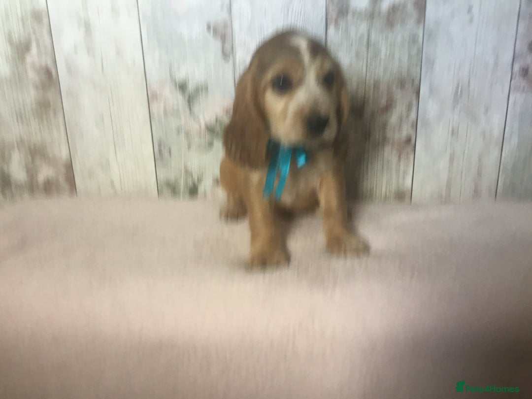 Cocker Spaniel dogs for sale: Adorable, Social, Confident KC reg Cocker pups - Image 12